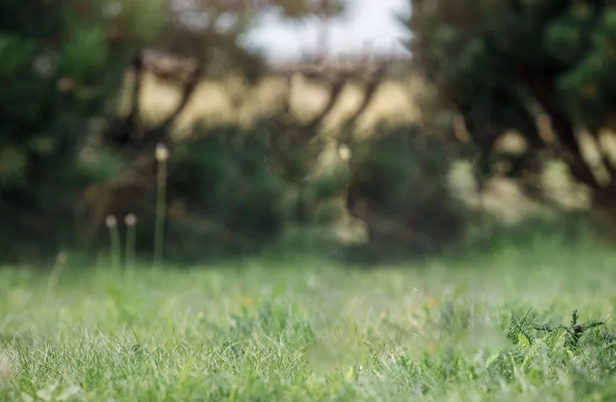 Poodle running with 3D effect background