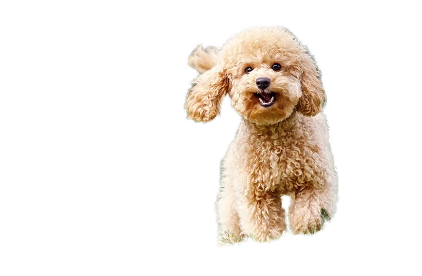 Poodle running with 3D effect foreground